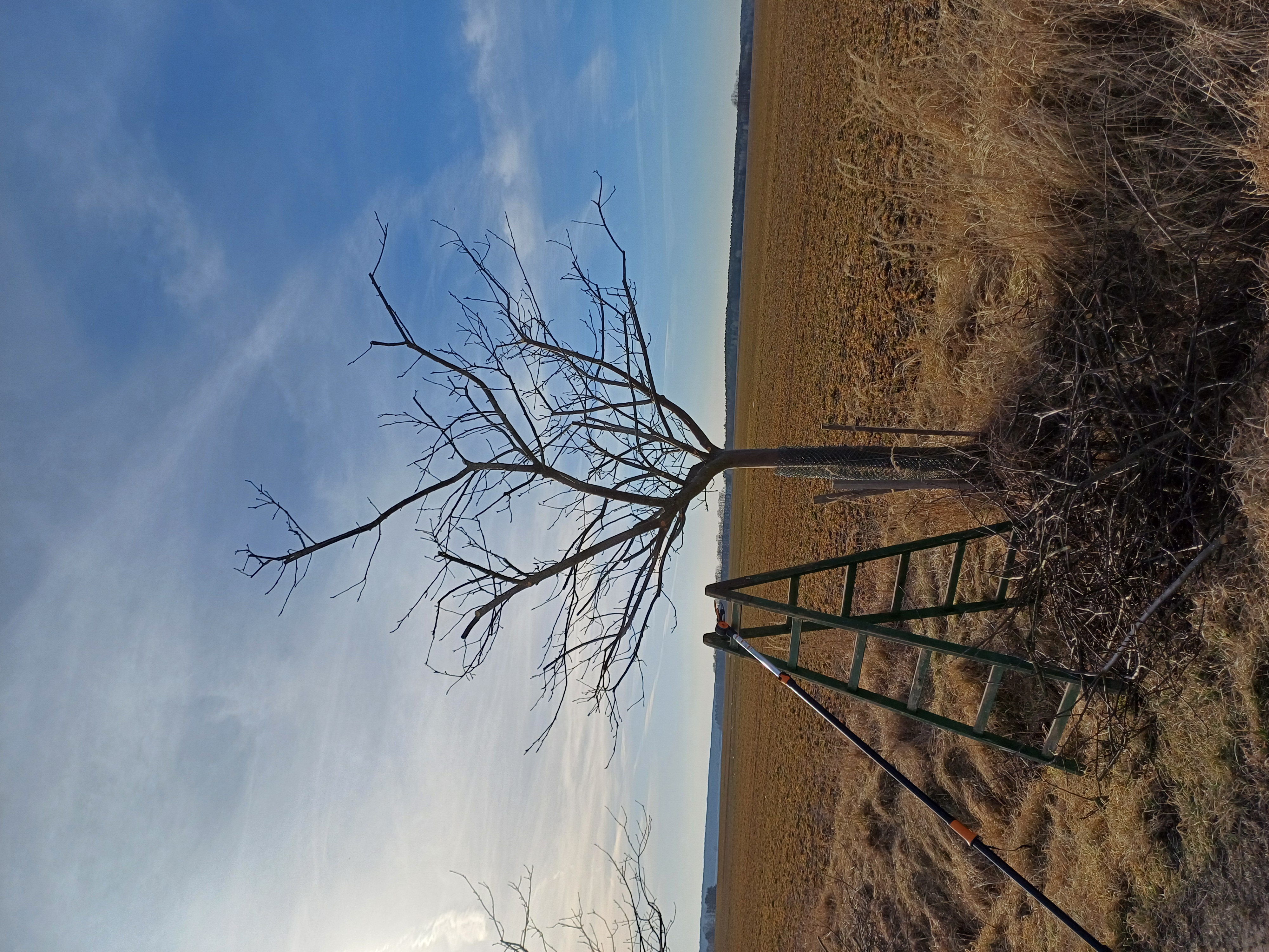 Péče o mladé výsadby do deseti let díky finanční podpoře Nadace Tipsport